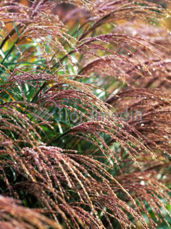 Miskant chiński 'Krater' | Miscanthus sinensis