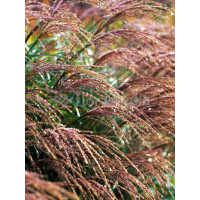 Miskant chiński 'Krater' | Miscanthus sinensis