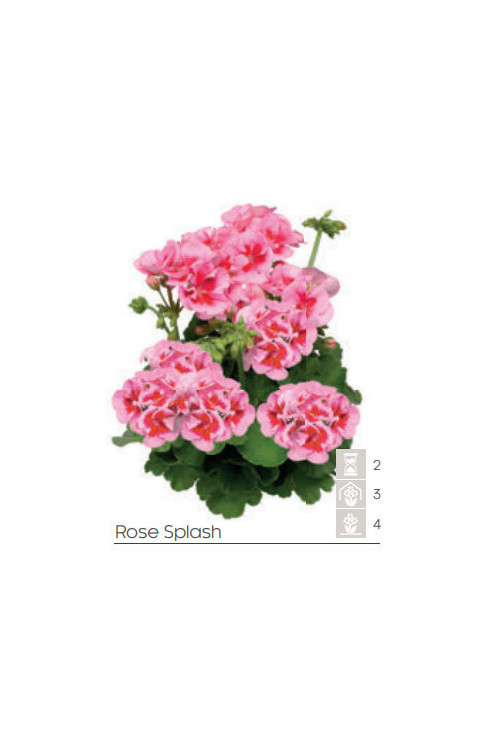 Pelargonia Calioppe 'Rose Splash'