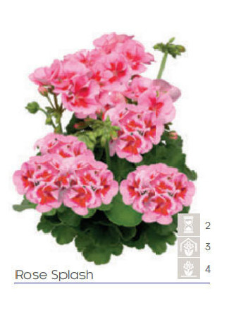 Pelargonia Calioppe 'Rose Splash'