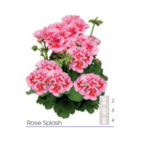 Pelargonia Calioppe 'Rose Splash'