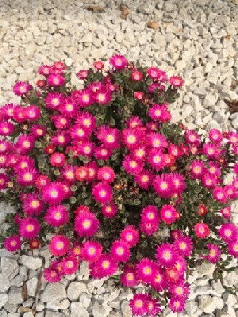 Słonecznica 'Jewel of Desert Amethyst' | Delosperma