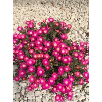 Słonecznica 'Jewel of Desert Amethyst' | Delosperma