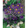 Sasanka niebieska Pulsatilla vulgaris