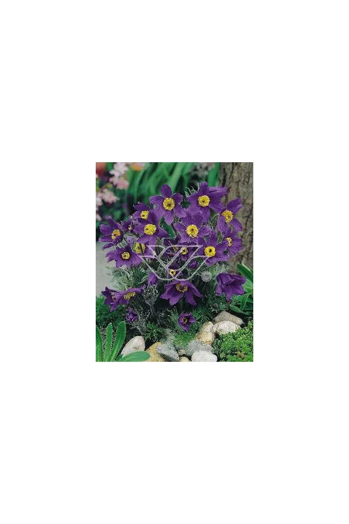 Sasanka niebieska Pulsatilla vulgaris