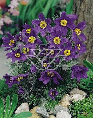 Sasanka niebieska Pulsatilla vulgaris