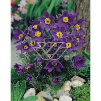 Sasanka niebieska Pulsatilla vulgaris