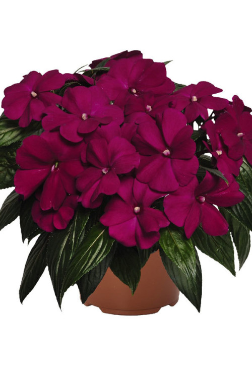 Niecierpek nowogwinejski 'Magnum Purple' div class'lat' Impatiens /div