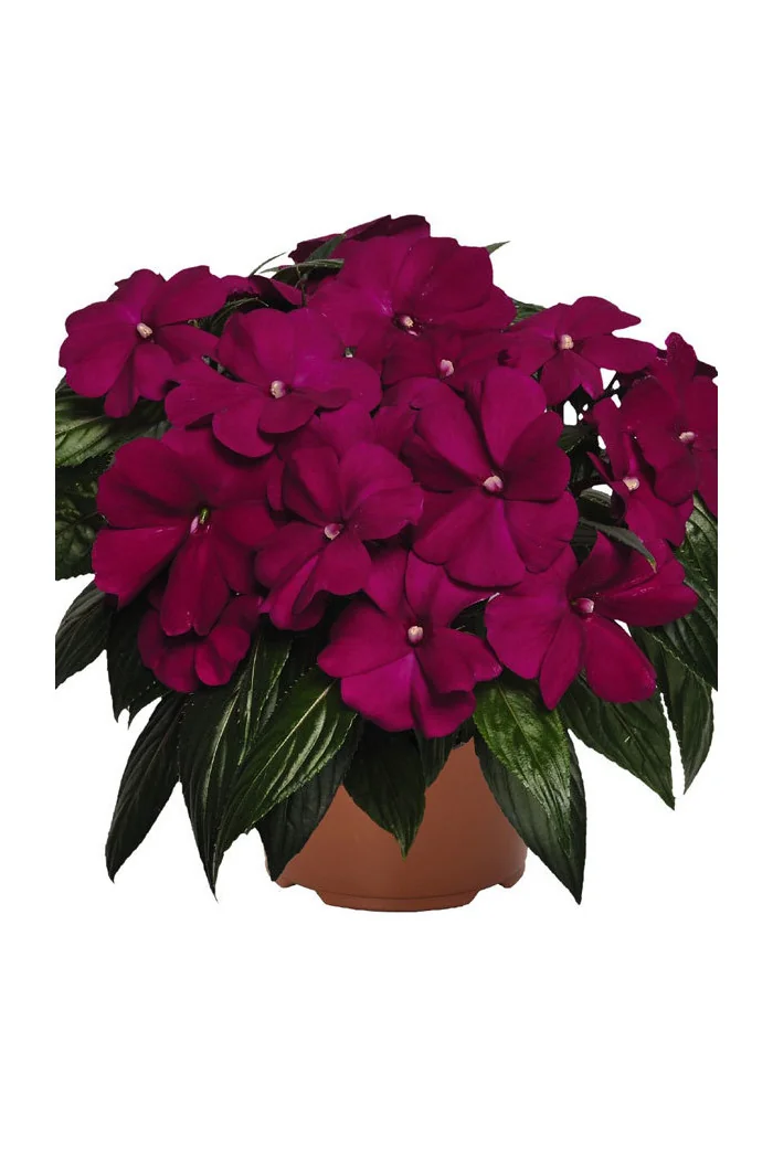 Niecierpek nowogwinejski 'Magnum Purple' div class'lat' Impatiens /div