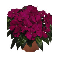 Niecierpek nowogwinejski 'Magnum Purple' div class'lat' Impatiens /div