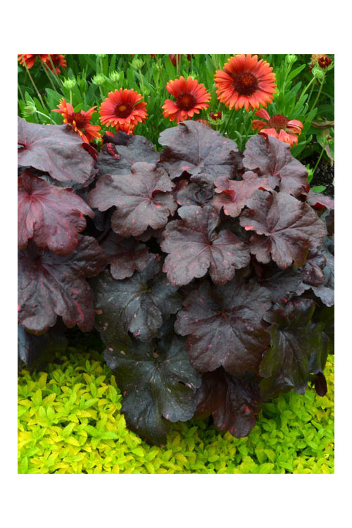 Żurawka 'Galaxy' | Heuchera