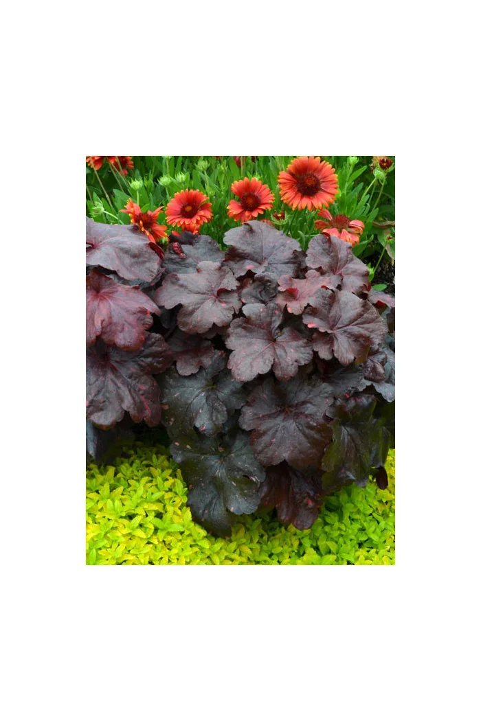 Żurawka 'Galaxy' | Heuchera