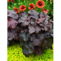 Żurawka 'Galaxy' | Heuchera