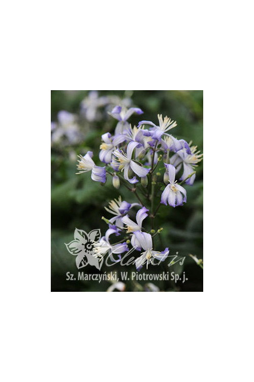 Powojnik 'Praecox' Clematis