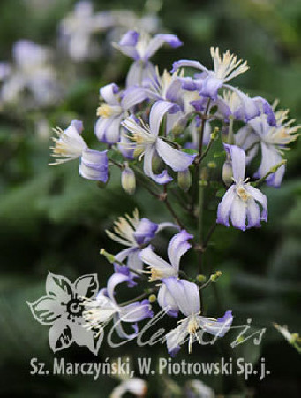Powojnik 'Praecox' Clematis
