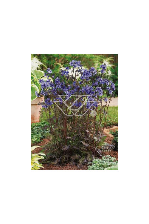 wielosił, polemonium