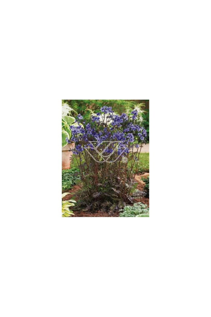 wielosił, polemonium