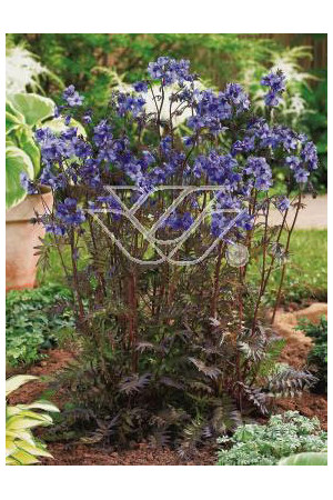 wielosił, polemonium