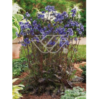 wielosił, polemonium