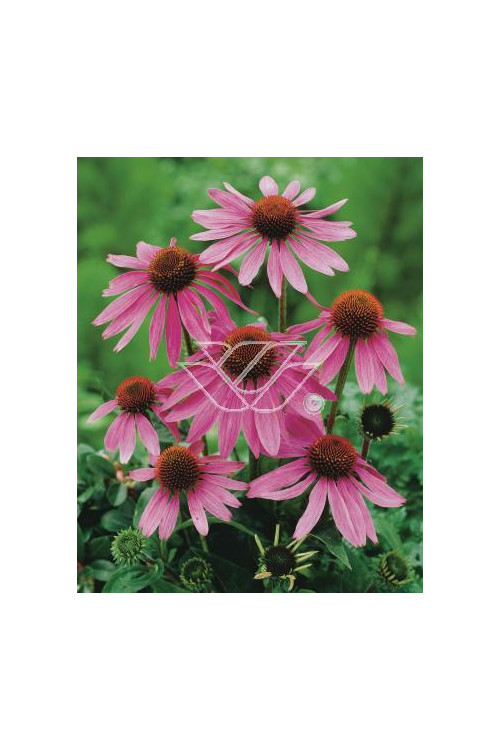 Jeżówka purpurowa 'Prairie Splendor' Echinacea purpurea