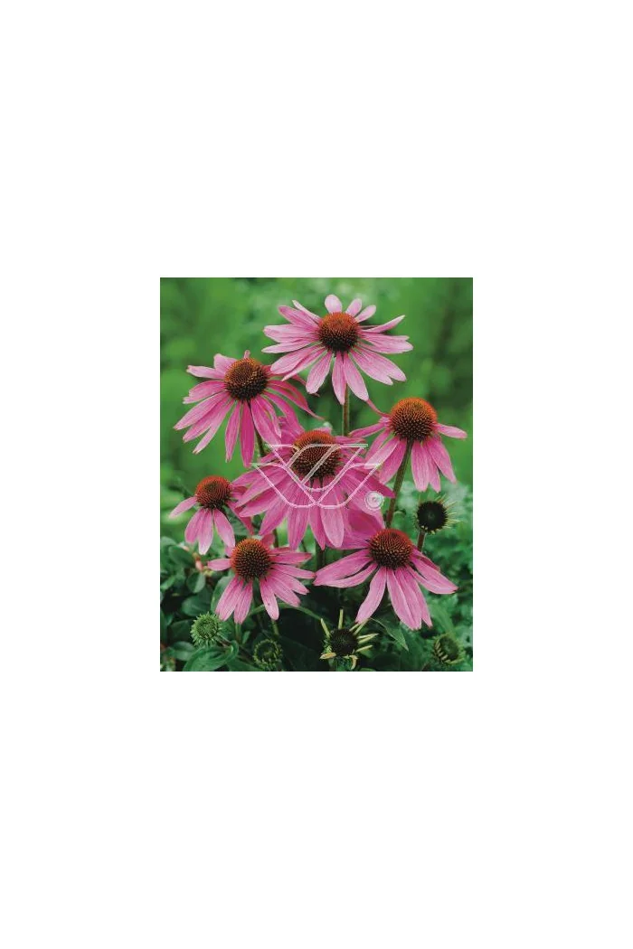 Jeżówka purpurowa 'Prairie Splendor' Echinacea purpurea