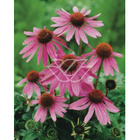 Jeżówka purpurowa 'Prairie Splendor' Echinacea purpurea
