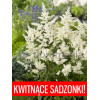 Tawułka arendsa 'Astary White' Astilbe arendsii