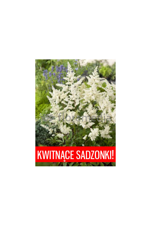 Tawułka arendsa 'Astary White' Astilbe arendsii