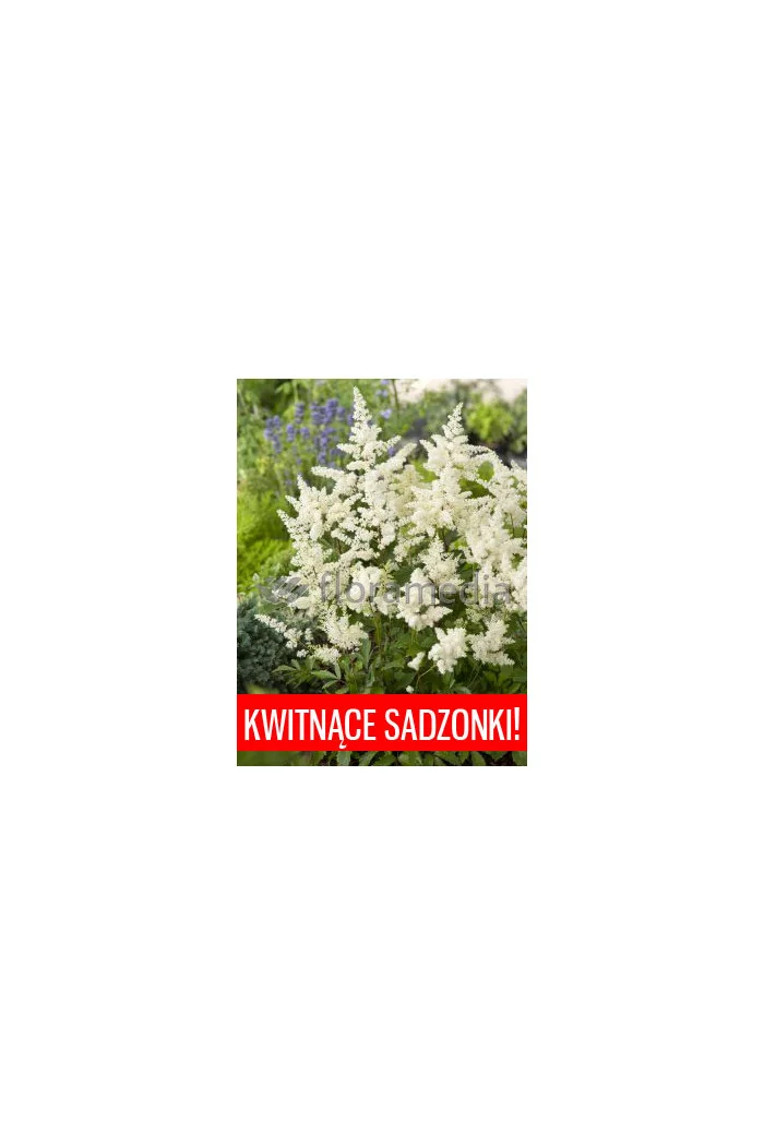 Tawułka arendsa 'Astary White' Astilbe arendsii