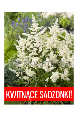 Tawułka arendsa 'Astary White' Astilbe arendsii