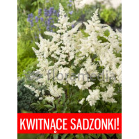 Tawułka arendsa 'Astary White' Astilbe arendsii