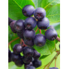 Aronia śliwolistna 'Viking' Aronia prunifolia