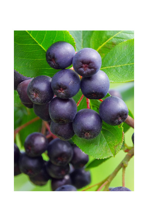 Aronia śliwolistna 'Viking' Aronia prunifolia