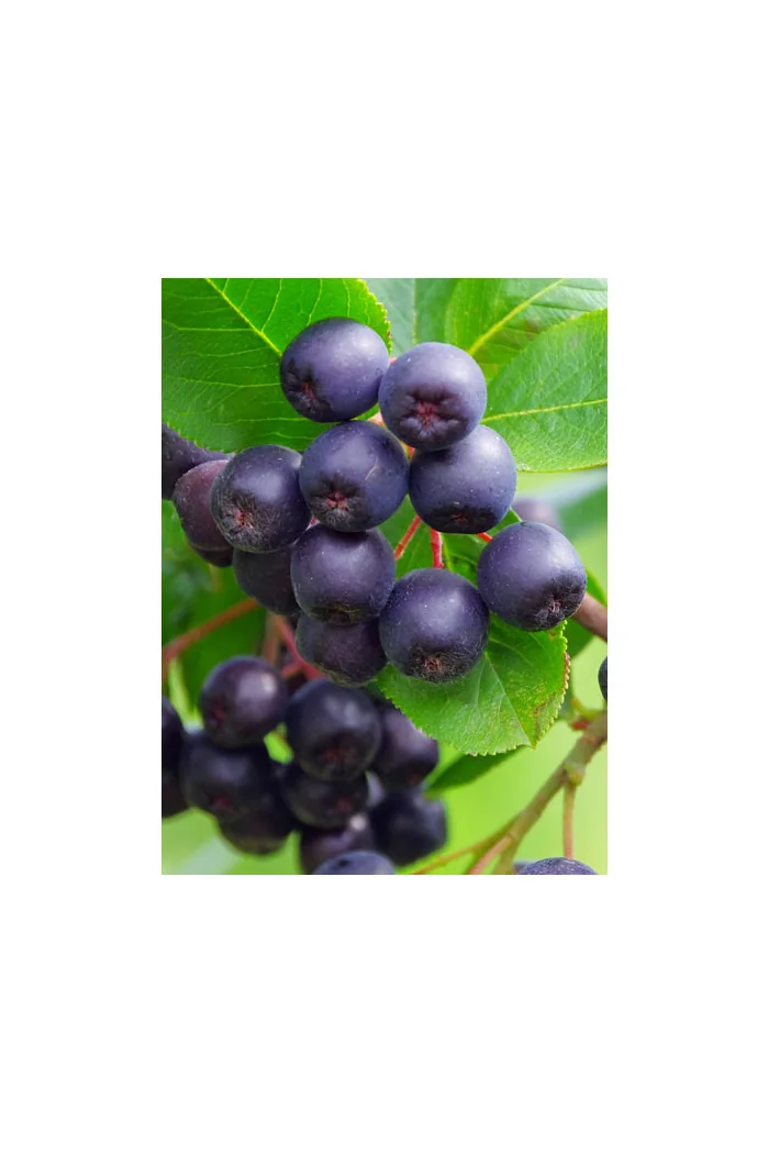 Aronia śliwolistna 'Viking' Aronia prunifolia