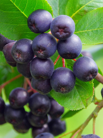 Aronia śliwolistna 'Viking' Aronia prunifolia