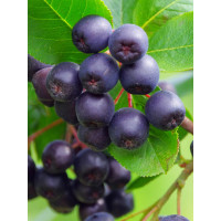Aronia śliwolistna 'Viking' Aronia prunifolia