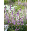 Przetacznikowiec wirginijski 'Adoration' | Veronicastrum virginicum