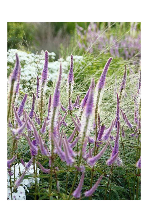 Przetacznikowiec wirginijski 'Adoration' | Veronicastrum virginicum