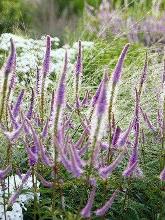 Przetacznikowiec wirginijski 'Adoration' | Veronicastrum virginicum