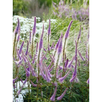 Przetacznikowiec wirginijski 'Adoration' | Veronicastrum virginicum