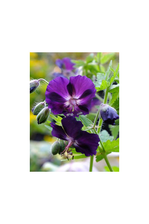 Bodziszek żałobny 'Raven' Geranium phaeum