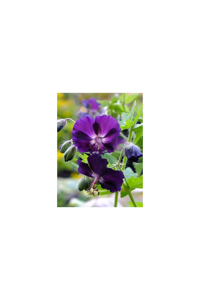 Bodziszek żałobny 'Raven' Geranium phaeum