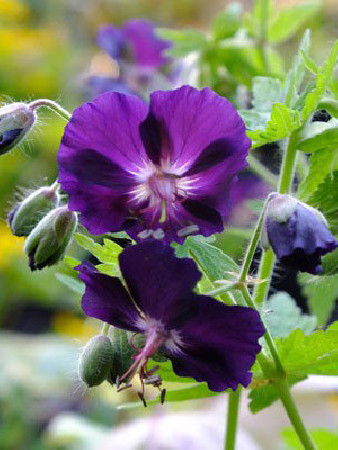 Bodziszek żałobny 'Raven' Geranium phaeum