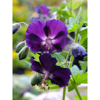 Bodziszek żałobny 'Raven' Geranium phaeum