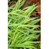 Hakonechloa 'Stripe it Rich' | Hakonechloa macra