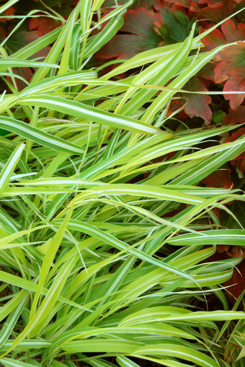 Hakonechloa 'Stripe it Rich' | Hakonechloa macra