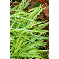 Hakonechloa 'Stripe it Rich' | Hakonechloa macra