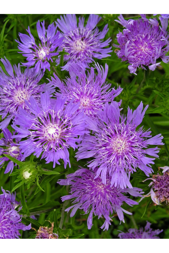 Stokezja gładka Stokesia laevis