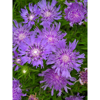 Stokezja gładka Stokesia laevis