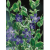 Barwinek większy 'Variegata' Vinca major